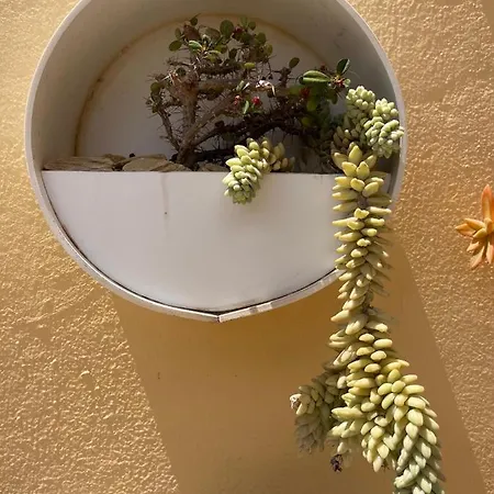 公寓 Eco House Golfinhos