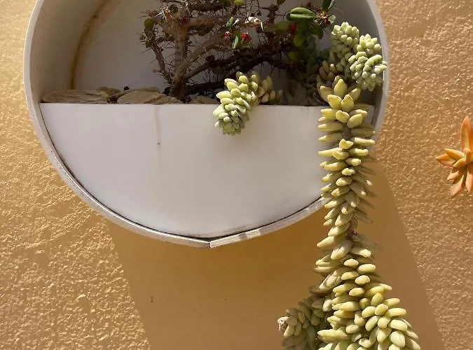 Apartmán Eco House Golfinhos